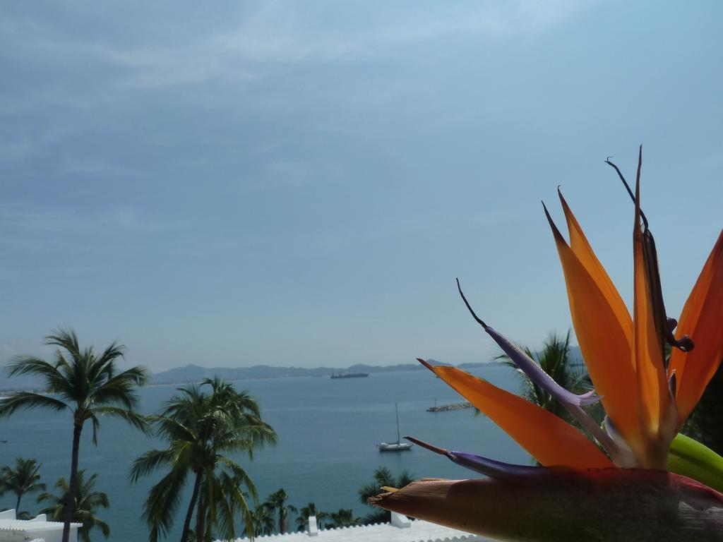 Dolphin Cove Inn Manzanillo Dış mekan fotoğraf
